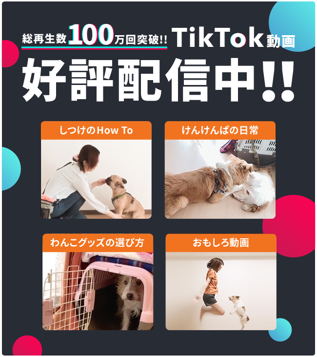 TikTok動画好評配信中!!